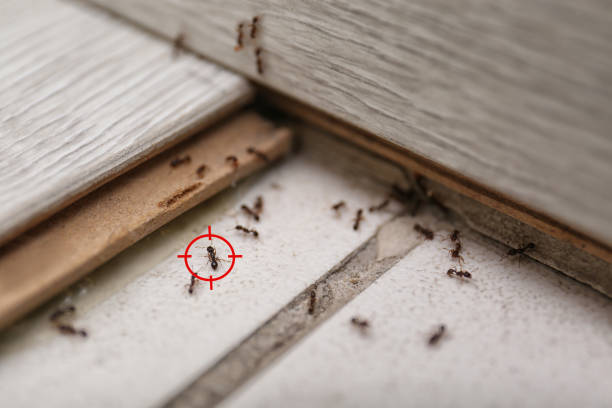Best Affordable Pest Control Services  in East Bethel, MN